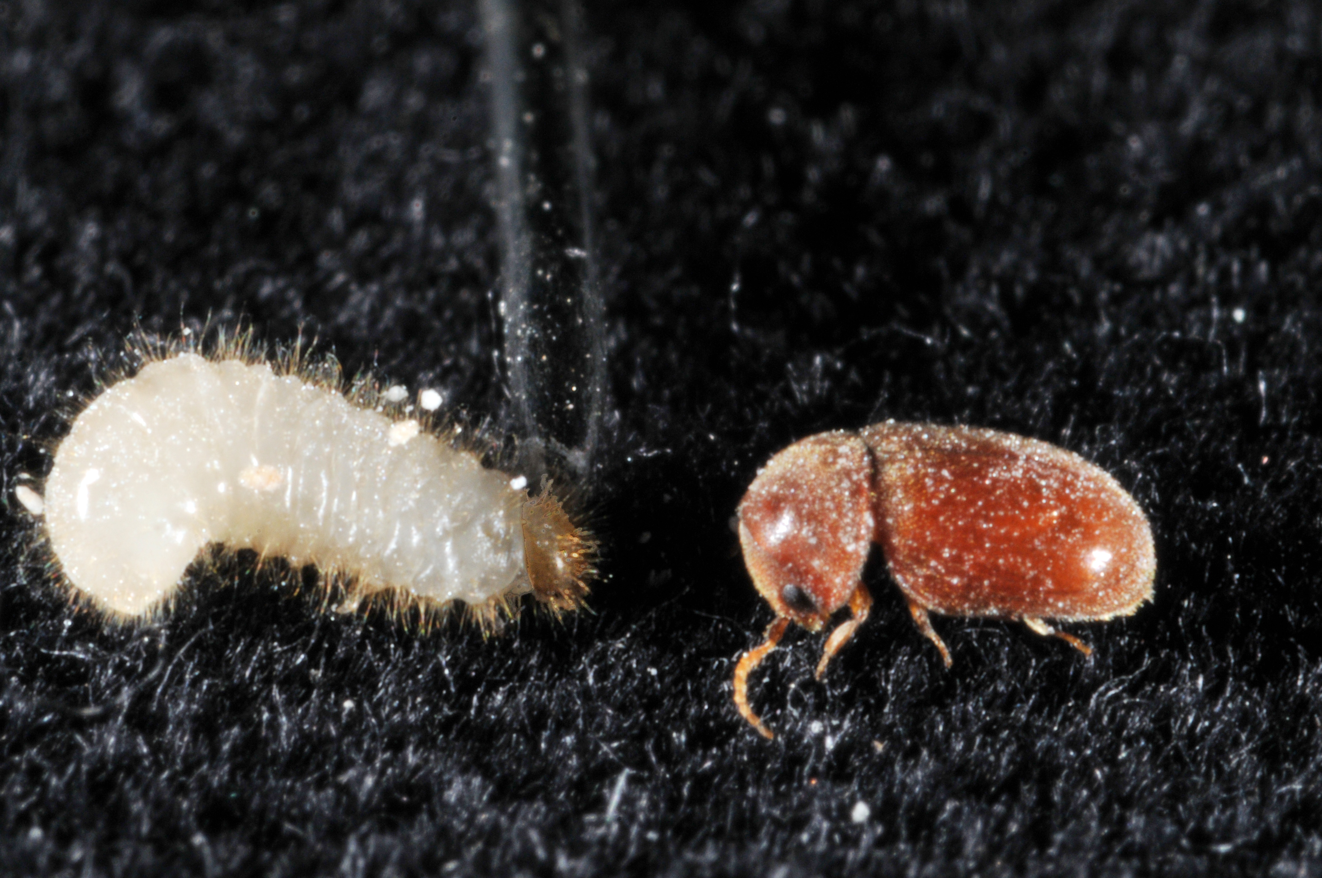 Drugstore Beetle Larvae