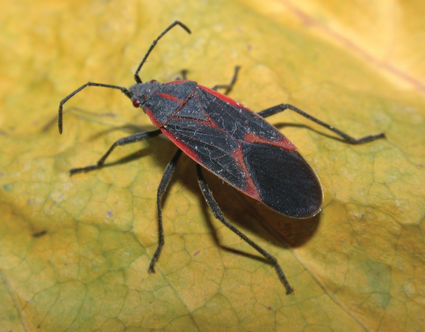 Boxelder Bugs in the Landscape  NC State Extension Publications