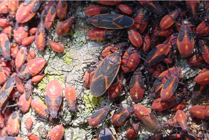 Boxelder bug adults and nymphs.