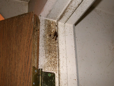 Signs of heavy cockroach infestations. (Photo credit: Changlu Wang)