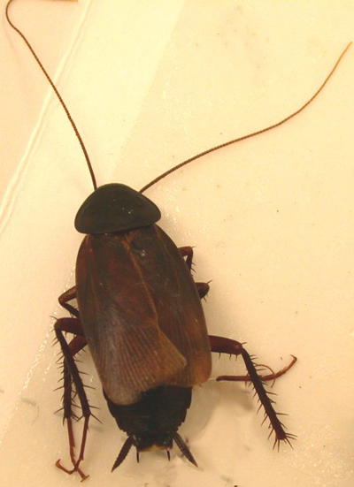 Oriental cockroach. (Photo credit: Changlu Wang)