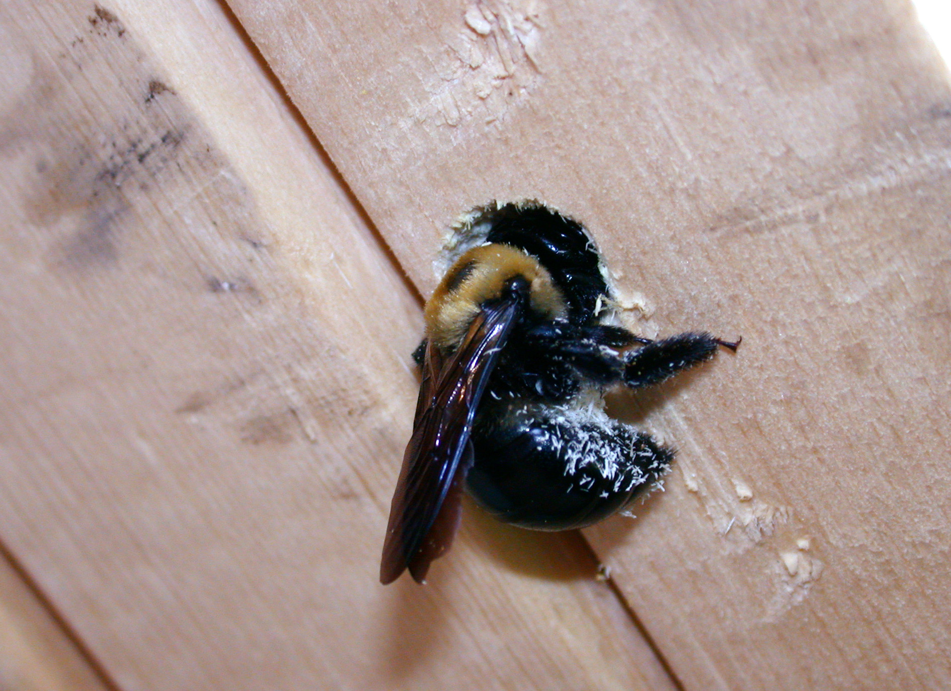 Carpenter bee boring into wood. (<em>Photo Credit: J. Obermeyer</em>)