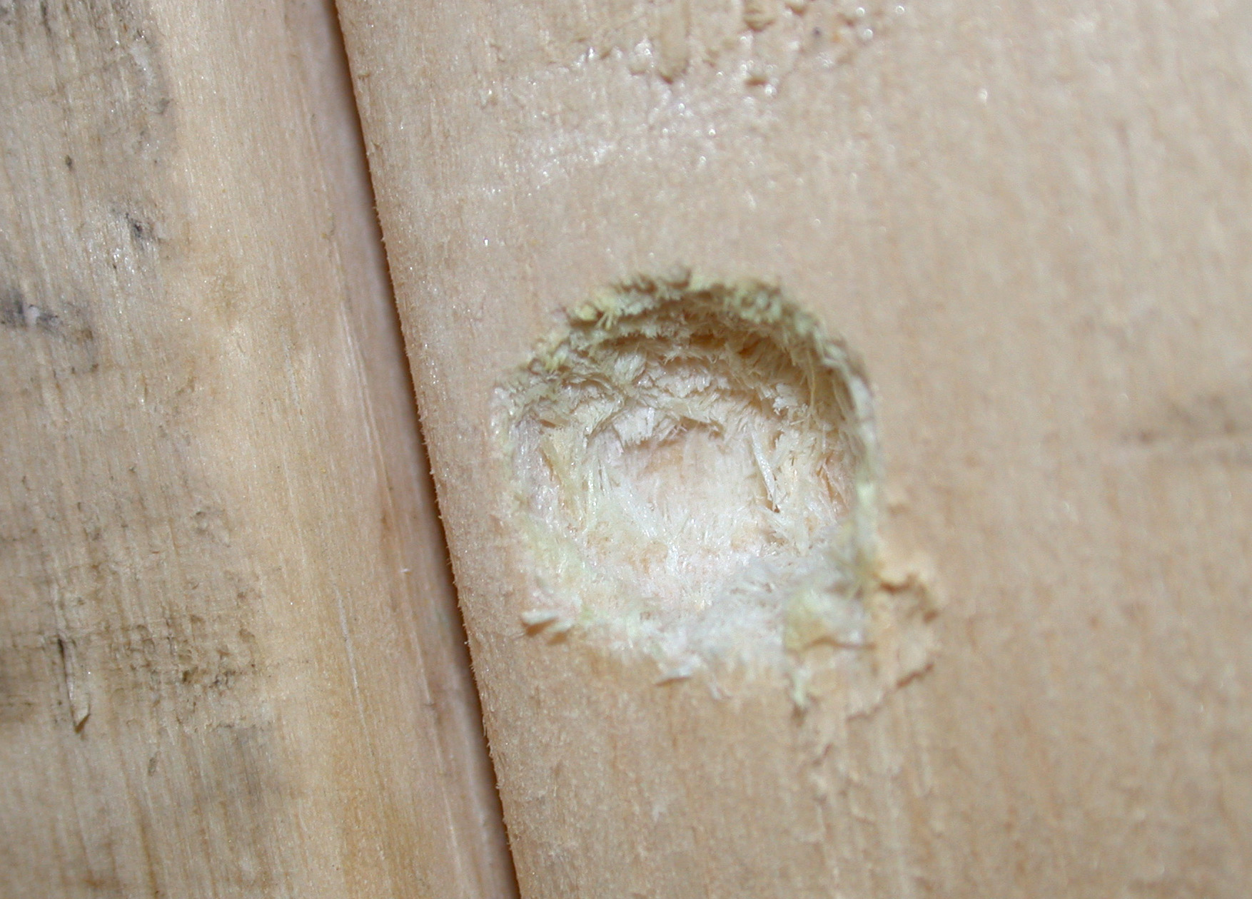 Beginning of hole that will eventually become nearly perfectly round and approximately 1/2 inch in diameter. (<em>Photo Credit: J. Obermeyer</em>).