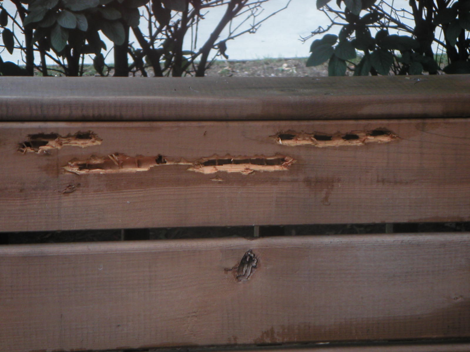 Nest of a carpenter bee exposed by a woodpecker. (<em>Photo Credit: J. Obermeyer</em>).