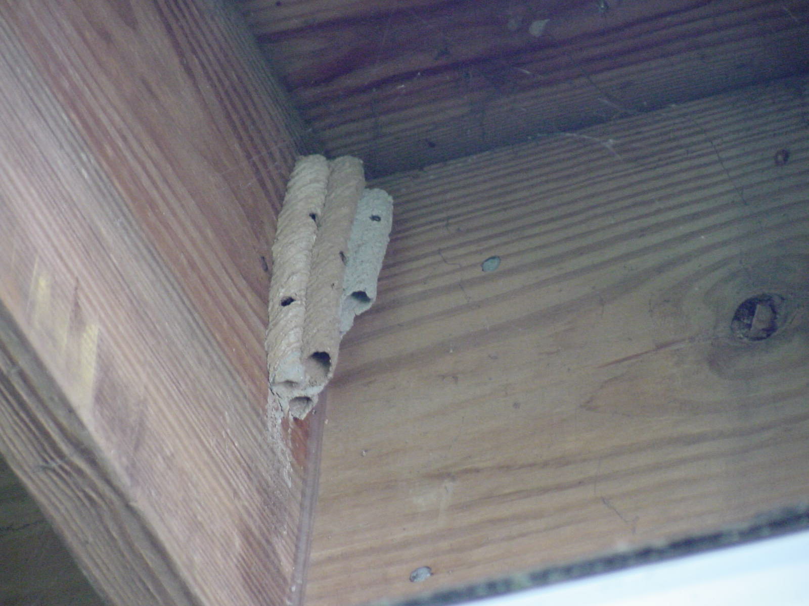 mud wasp nest