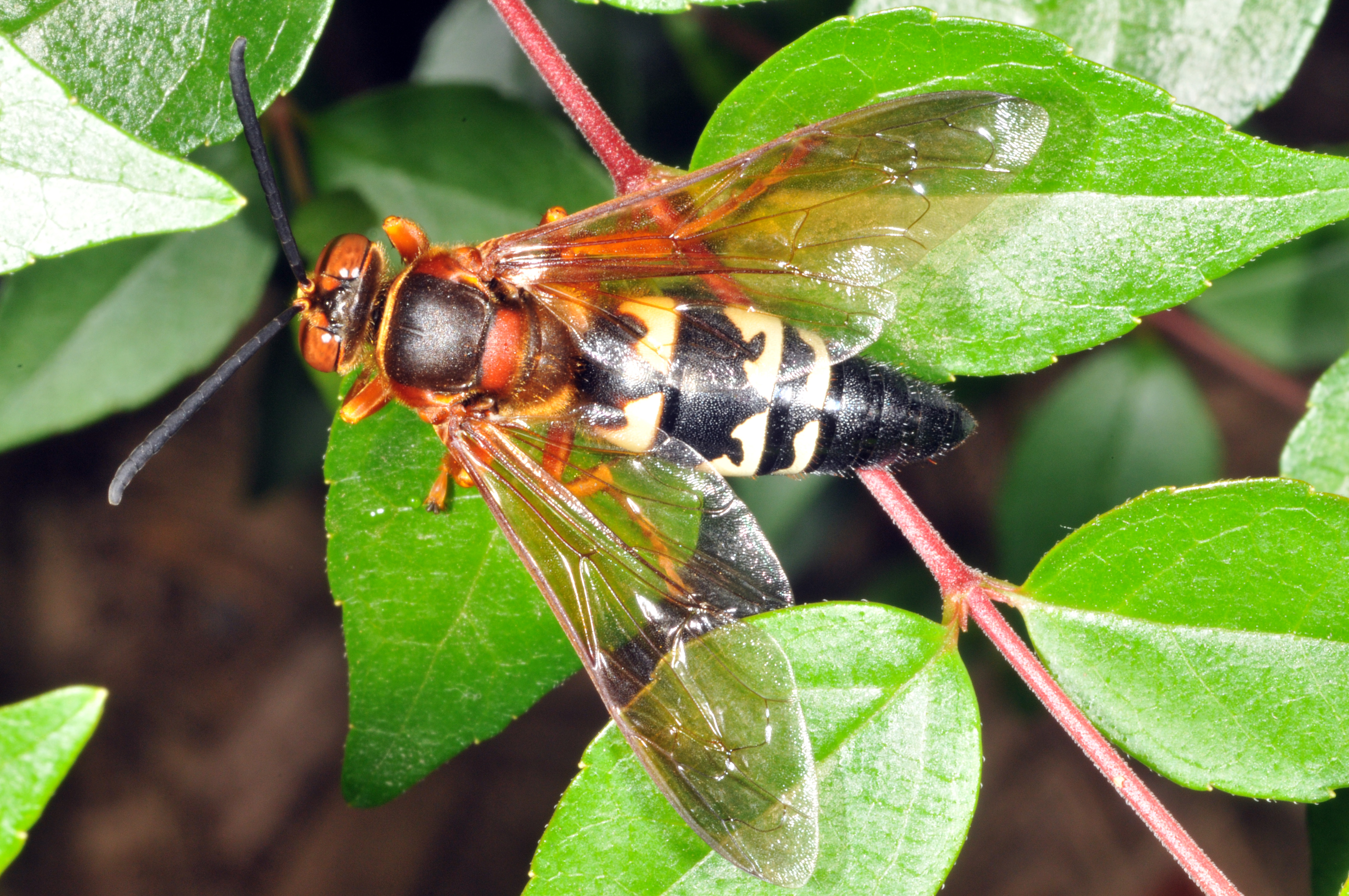 Cicada killer, Sphecius speciosus (Drury)
large but mostly harmless.
(Photo Credit: J. Obermeyer)
