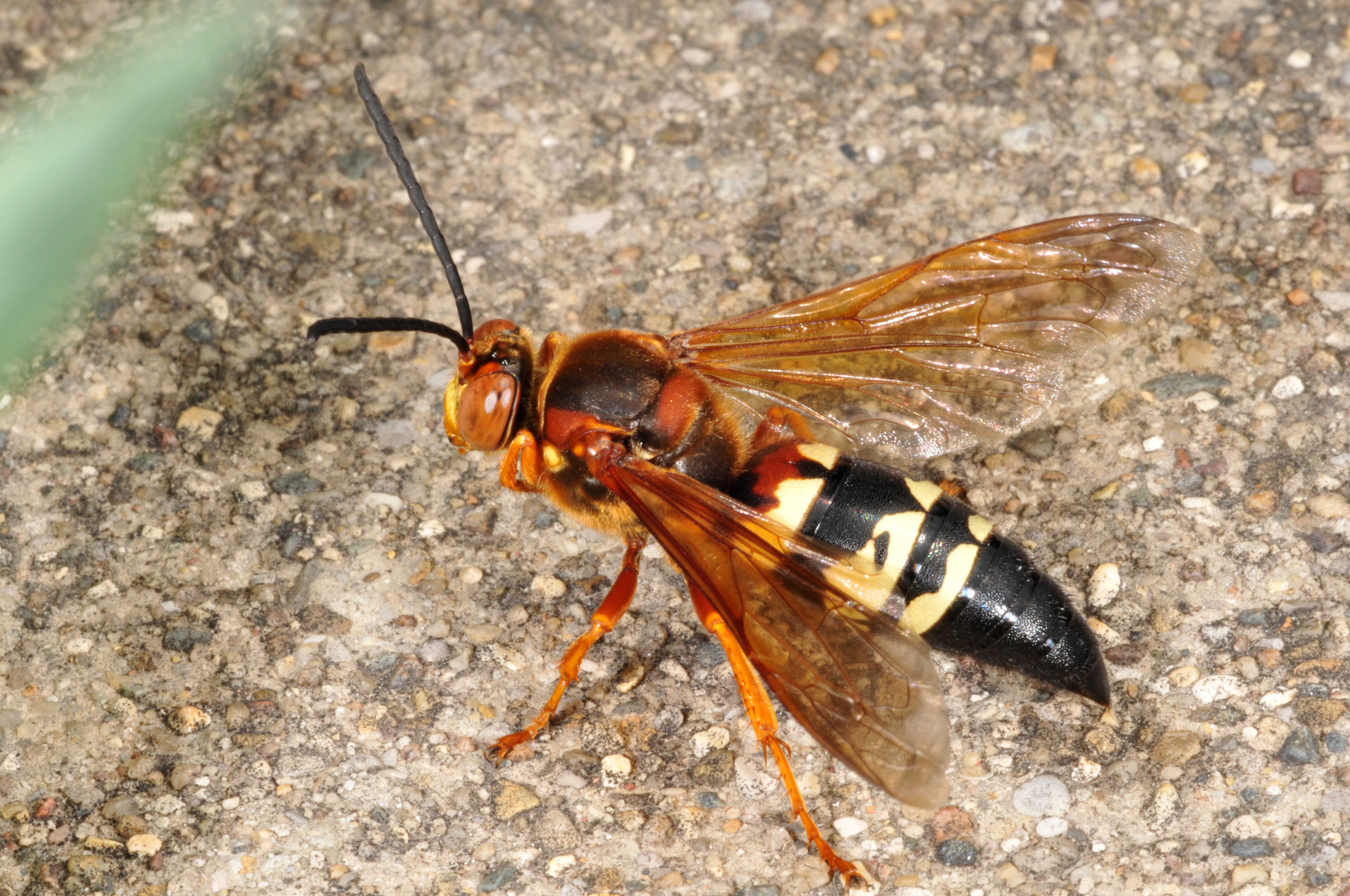 Cicada killer, Sphecius speciosus (Drury)
on a branch.
(Photo Credit: J. Obermeyer)
