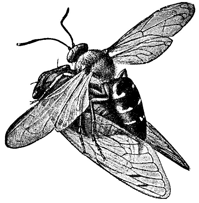 Cicada killer with paralyzed cicada.