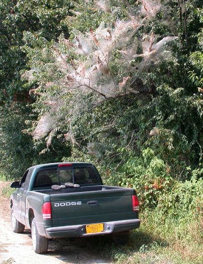 Large webs of fall webworm on branch edges of tree.