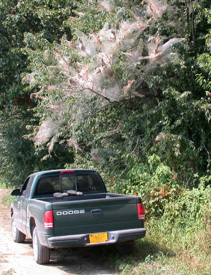 Grandes telarañas de gusano telaraña de caída en los bordes de las ramas de los árboles.