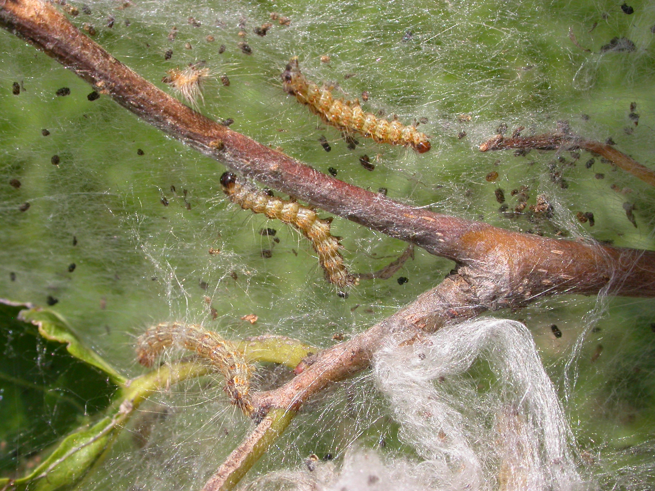 Caterpillars feed on leaves and live inside webs.