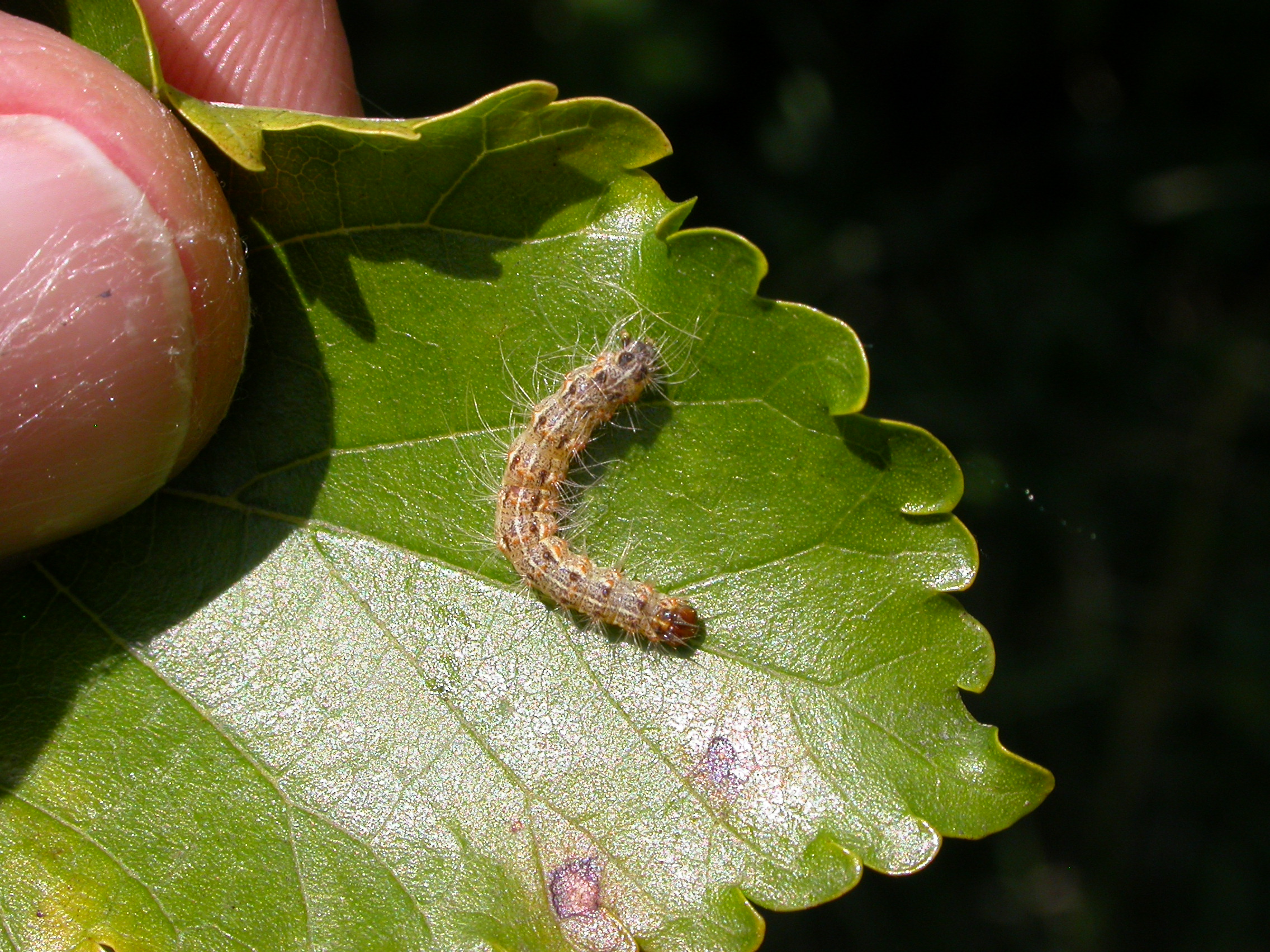 Primo piano di redheaded race of fall webworm.