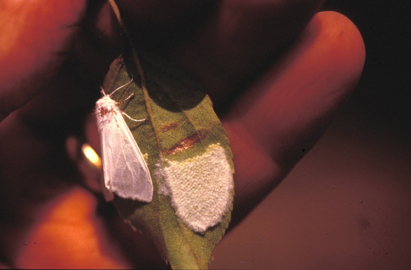 Adult fall webworm moth and eggs.