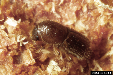 Figure 3. Adult bark beetle