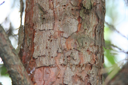 pine tree trunk fungus