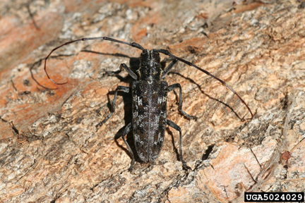 Figure 4. Adult pine sawyer beetle