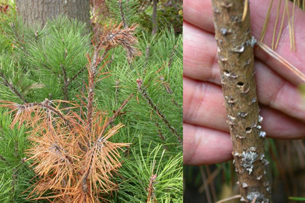 Himalayan White Pine Tree - North American Insects & Spiders