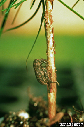 Figure 8. Pales weevil adult chewing on twig