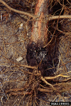 Figure 9. Pine root collar weevil injury