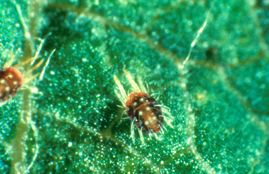 Fig. 3. European red mite adult female.