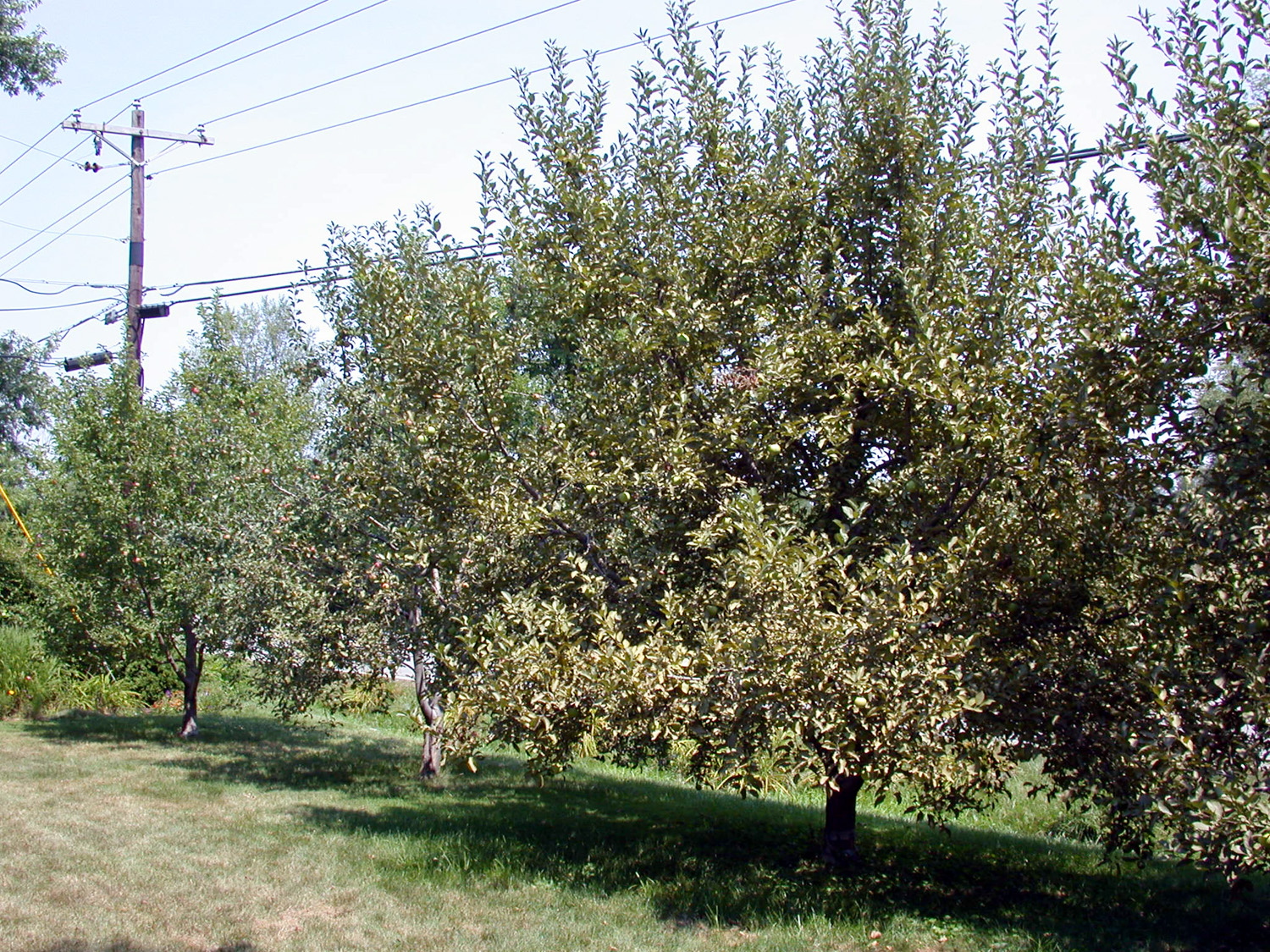 Fig. 5. Trees with severe ERM damage.<br />
(Photo credit: John Obermeyer, Extension, Purdue University)