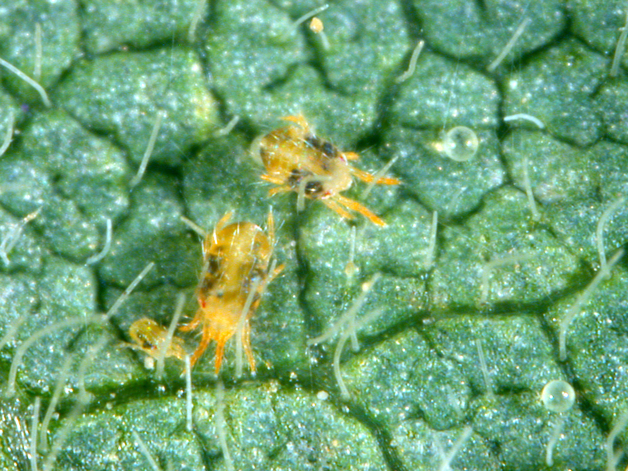 Fig. 12. Two spotted spider mites and eggs.<br />
(Photo credit: John Obermeyer, Extension, Purdue University)
