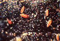 Fig. 13. Apple rust mites.<br />
(Photo credit: Extension, Purdue University)
