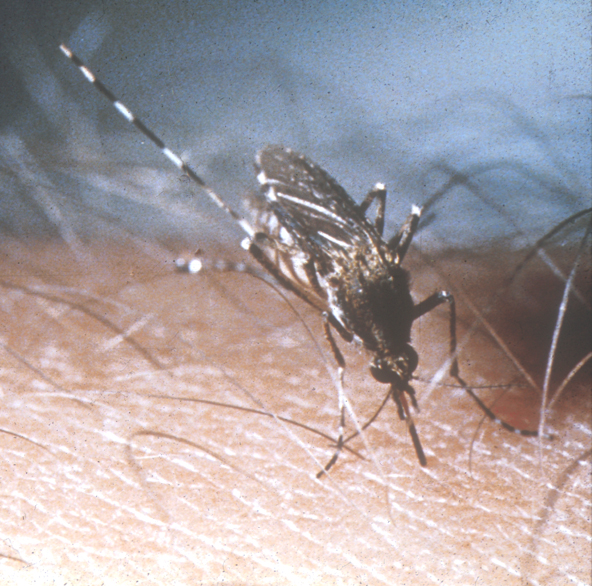 Female mosquito feeding.