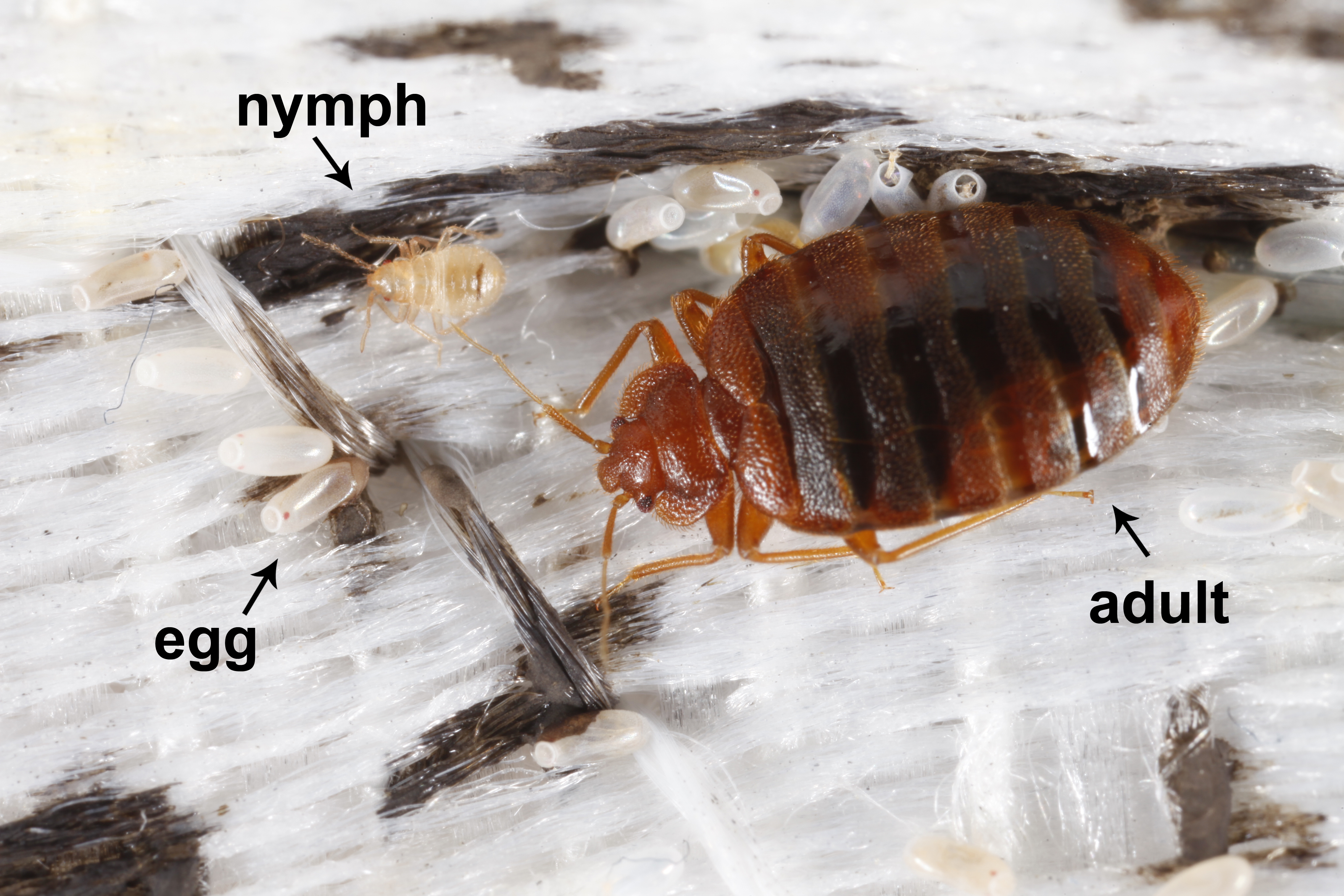 bed bugs spots on sheets