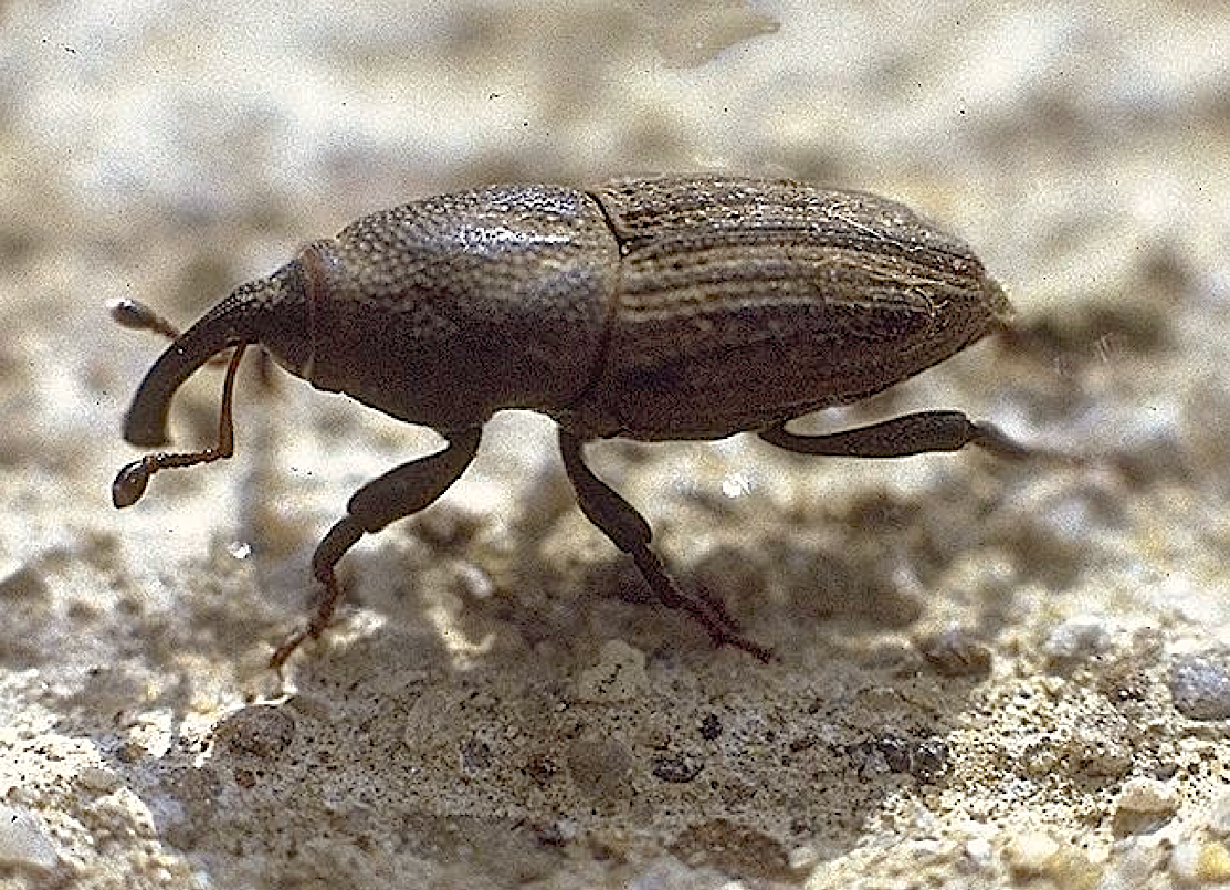Figure 11. Billbugs often used sidewalks and curbs to disperse. Observing these areas can serve as a simple monitoring tool. (Photo Credit: H.D. Niemczyk).