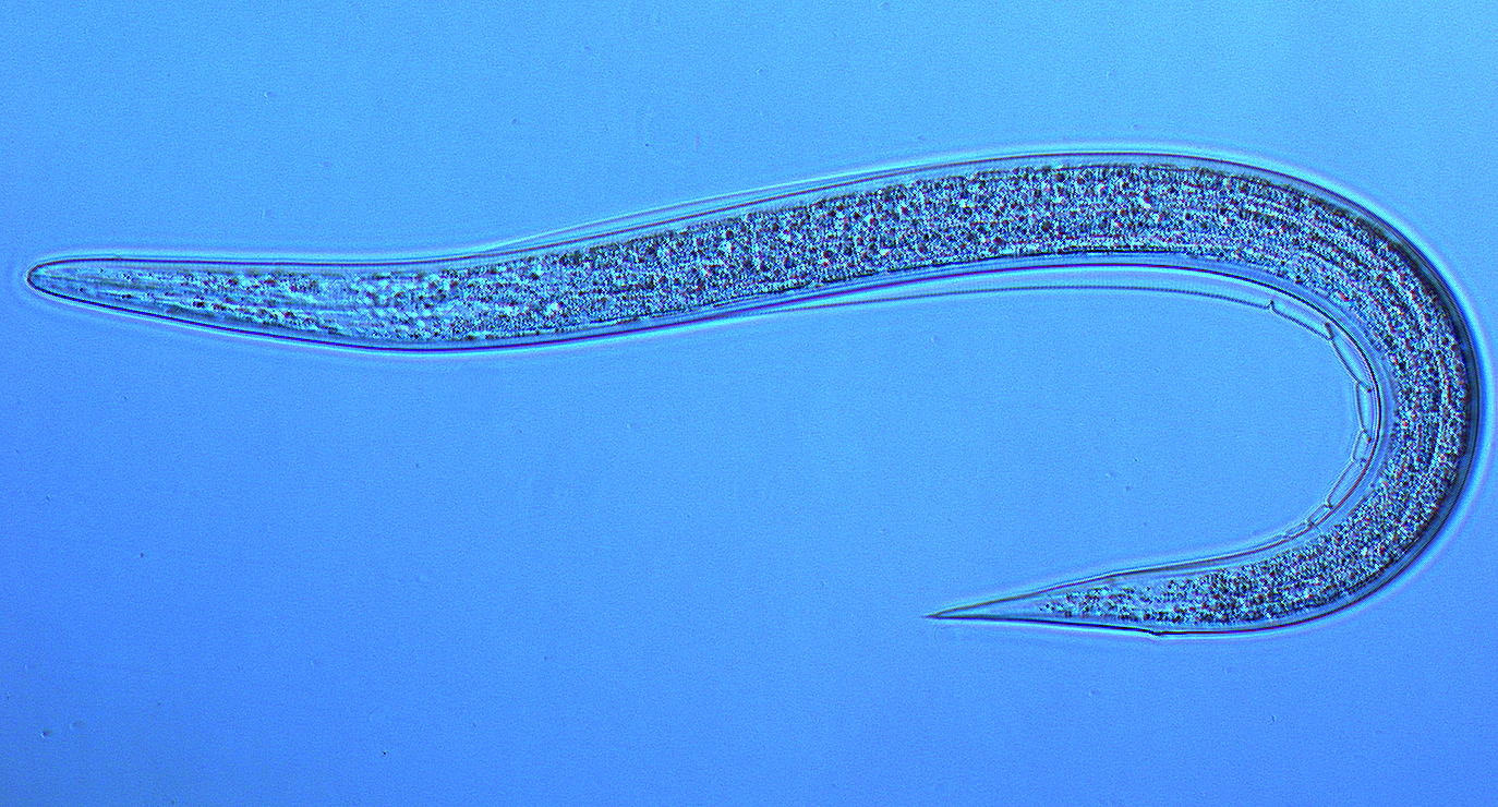 Figure 14. Infective juvenile of the insect-parasitic nematode Steinernema carpocapsae; a biological control for billbug adults.