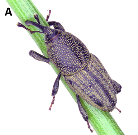  Figure 1a. Adults of four billbug species associated with turfgrass in the Midwest. (A) bluegrass billbug.
