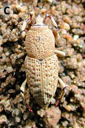  Figure 1c. Adults of four billbug species associated with turfgrass in the Midwest. (C) lesser billbug.