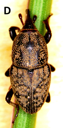  Figure 1d. Adults of four billbug species associated with turfgrass in the Midwest. (D) unequal billbug.