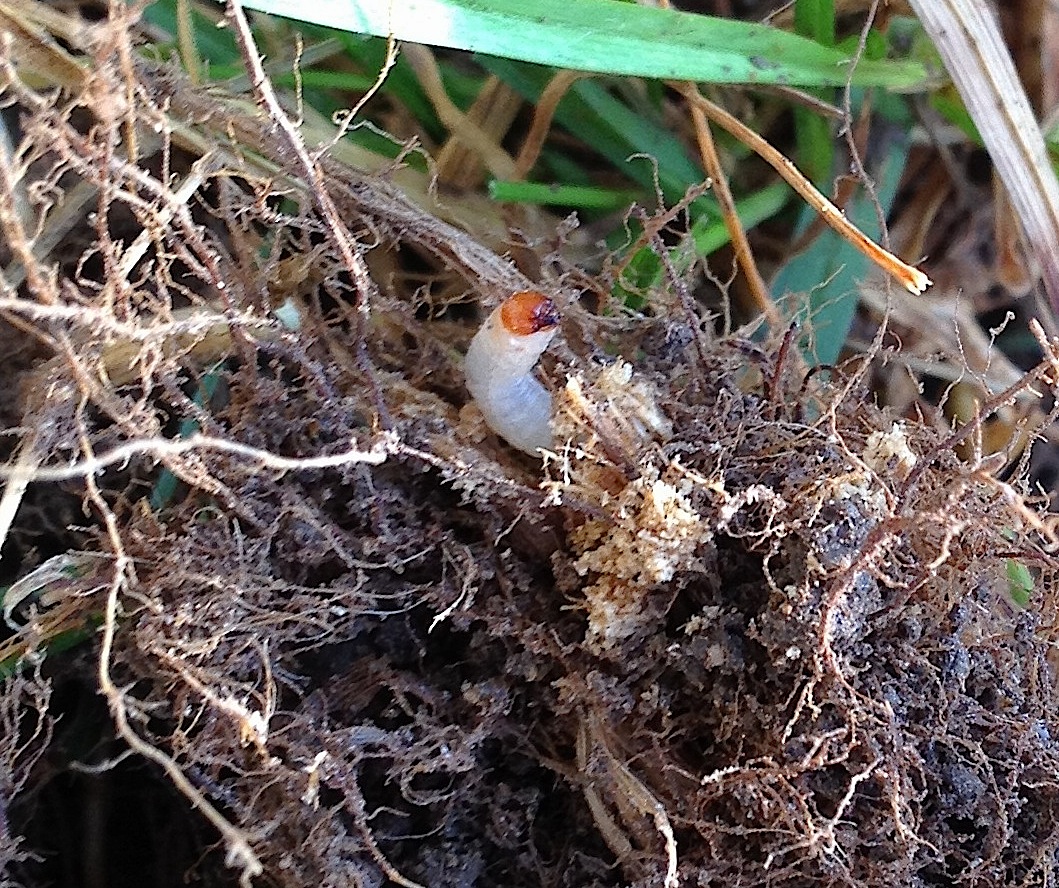 How to Stop Grubs From Destroying Your Southern Indiana & Kentucky