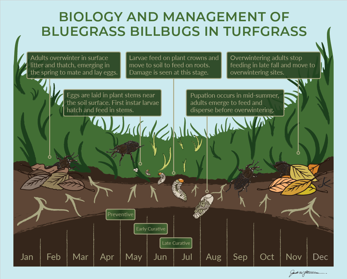 Figure 3. Seasonal biology of the bluegrass billbug and windows of opportunity for three different management strategies using chemical or biological insecticides: (1) preventive targeting adults, (2) early curative targeting larvae inside plant stems, and (3) late curative targeting larvae in the soil. (Artwork by Jack Stevens)