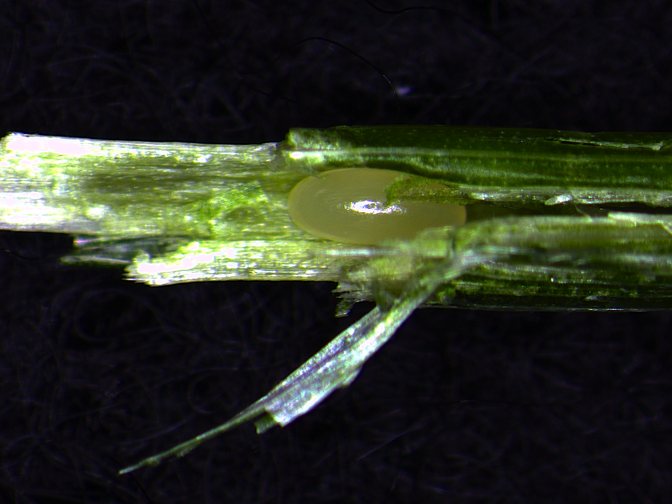  Figure 4. Bluegrass billbug egg inside the stem of a Kentucky bluegrass plant.