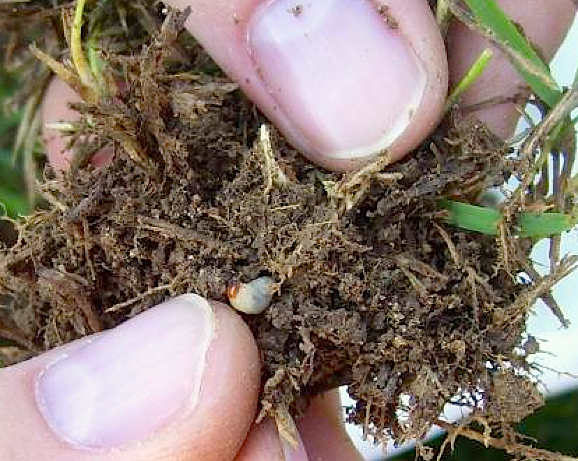  Figure 6. Hunting billbug larva in the root zone of zoysiagrass