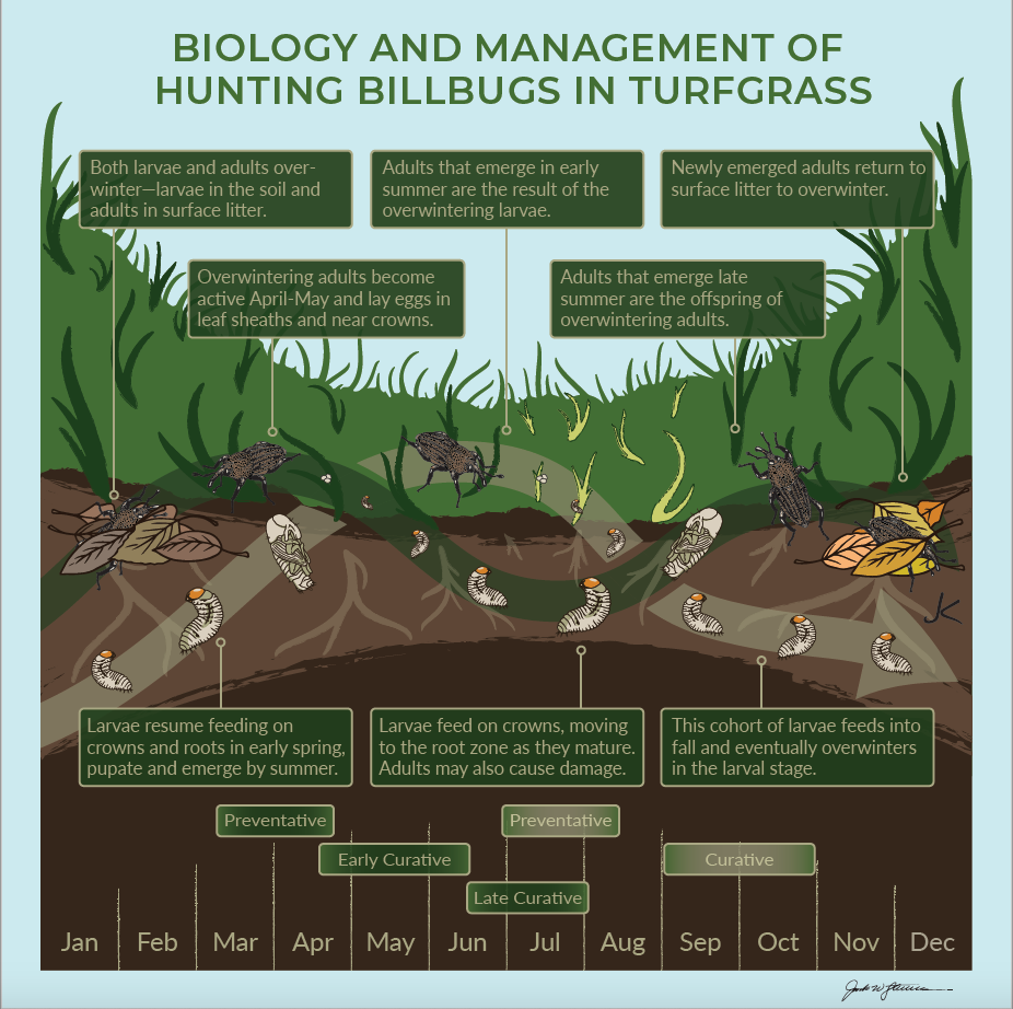  Figure 7. Seasonal biology of the hunting billbug and windows of opportunity for three different management strategies using chemical or biological insecticides: (1) preventive targeting adults, (2) early curative targeting larvae inside plant stems, and (3) late curative targeting larvae in the soil.  (Artwork by J. Stevens)