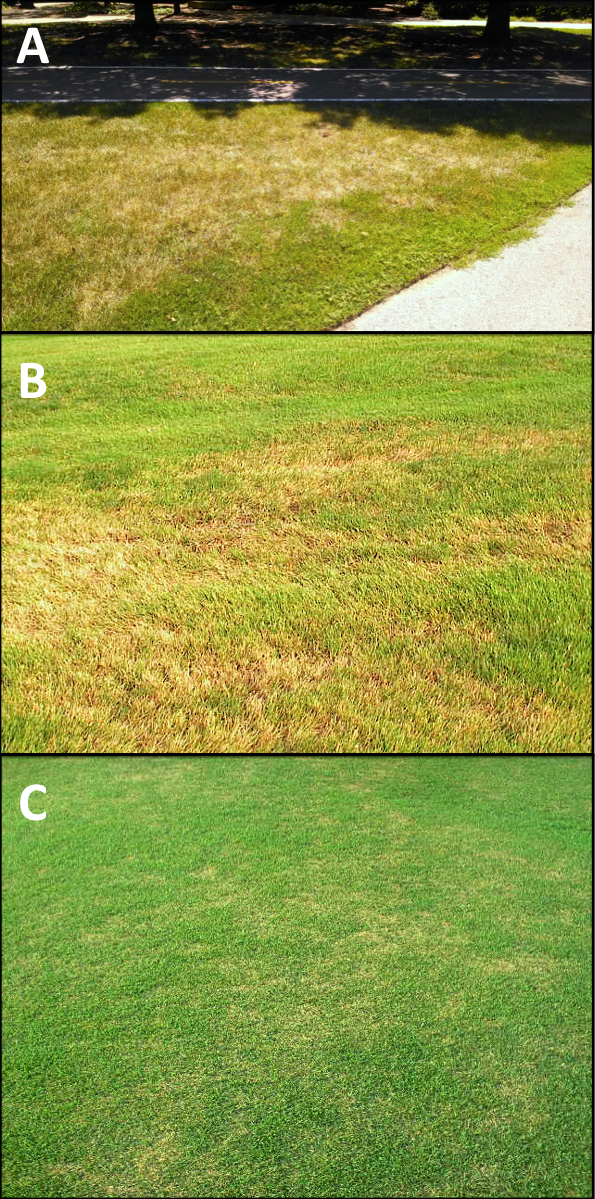 Figure 8. Kentucky bluegrass (A) high-cut zoysiagrass (B) and short-cut zoysiagrass (C) showing typical symptoms of billbug damage.