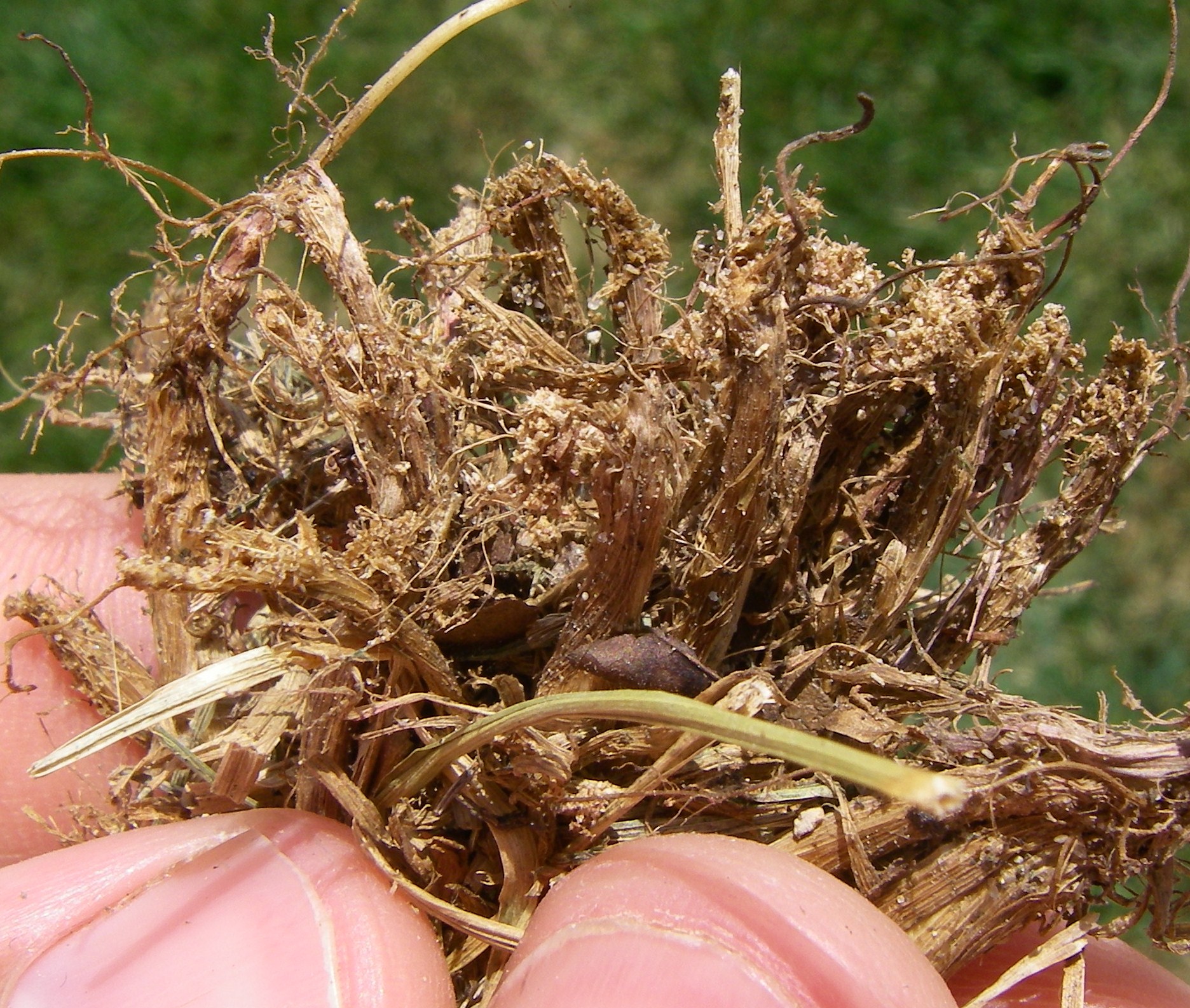  A tug-test can be used to examine the bottom-ends of Kentucky bluegrass tillers that pull easily from the sod and are filled with fine sawdust-like frass indicating billbug damage.