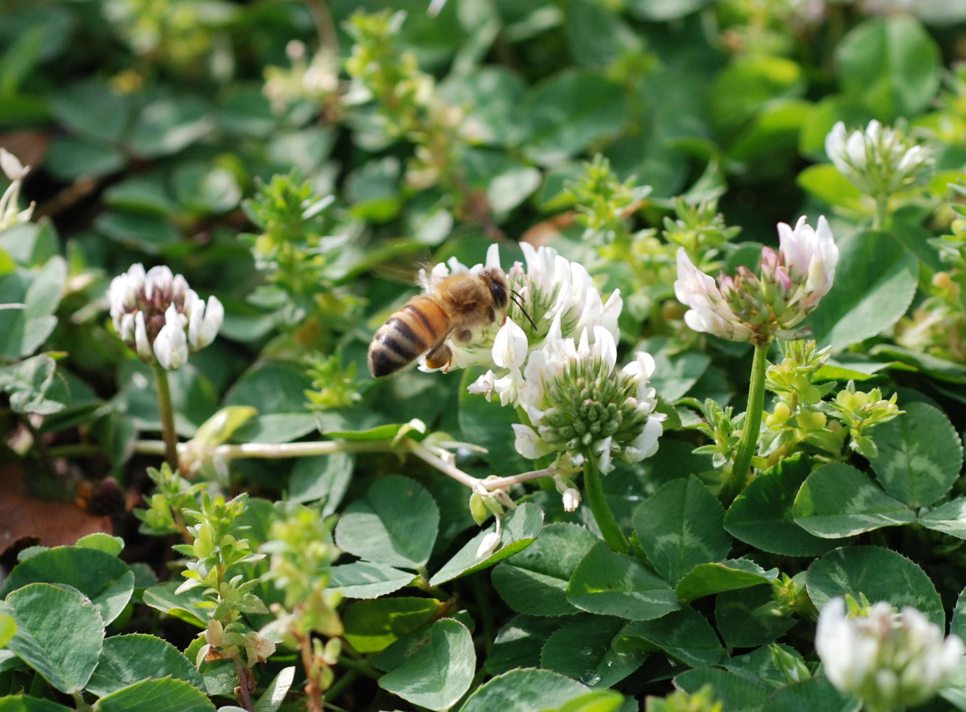 Bee forraging in white clover.