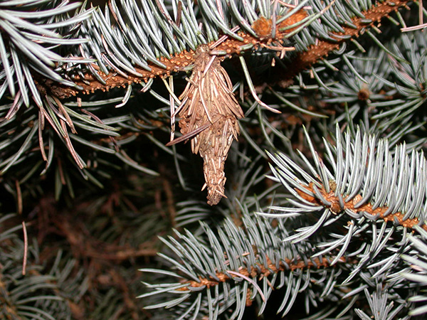 Bagworm hanging from branch.