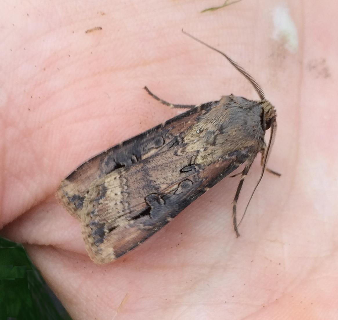 Managing Black Cutworms In Turfgrass