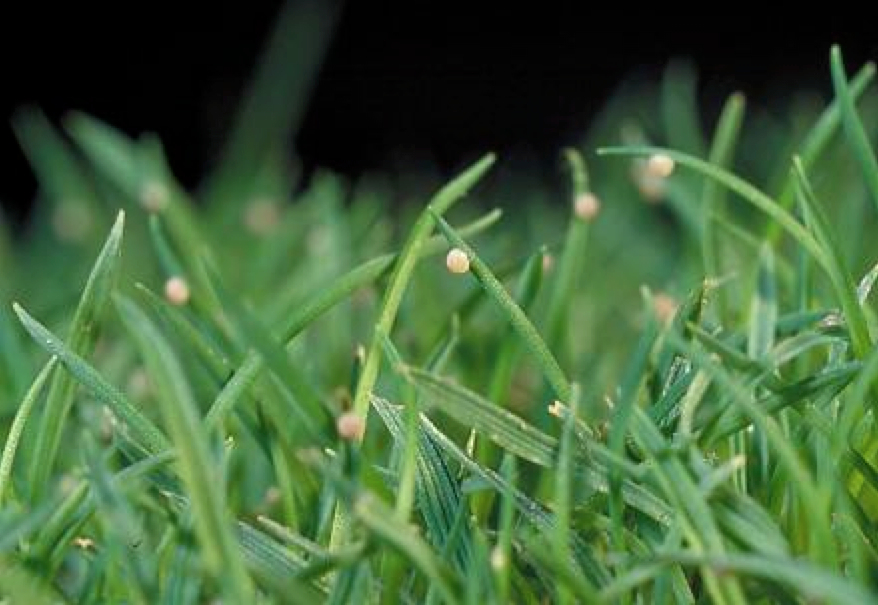 Managing Black Cutworms In Turfgrass