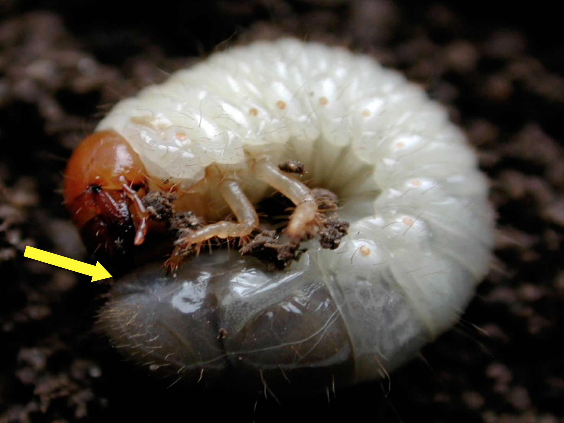 White Grub Control, White Grubs in the Garden