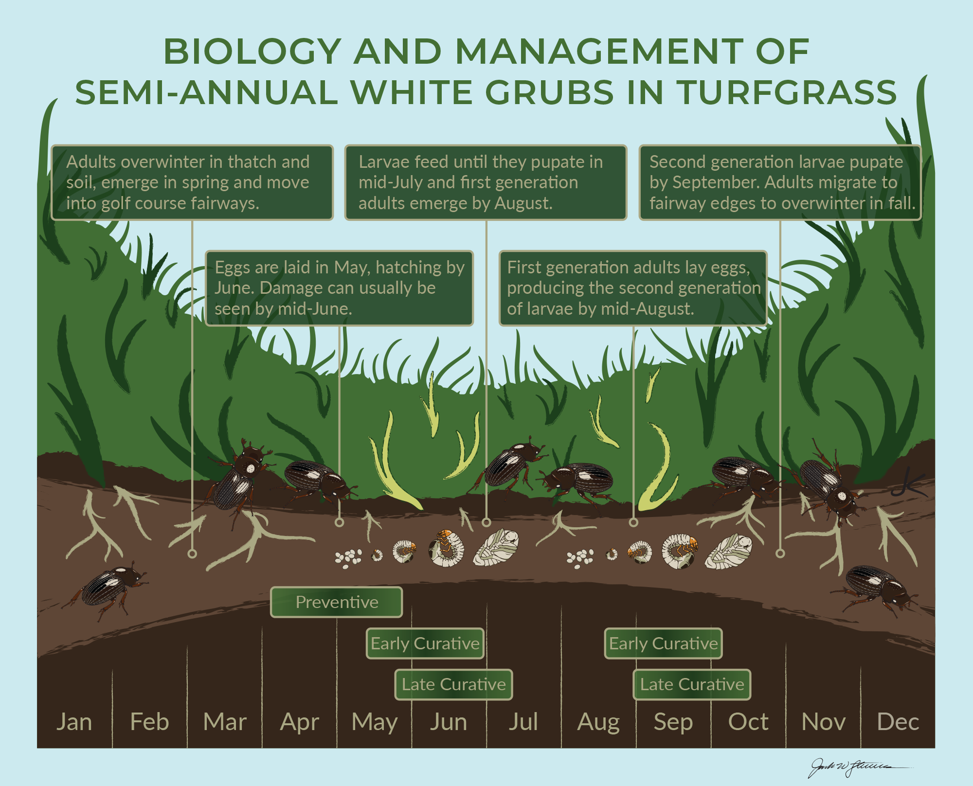 Grubs active in field crop soils now