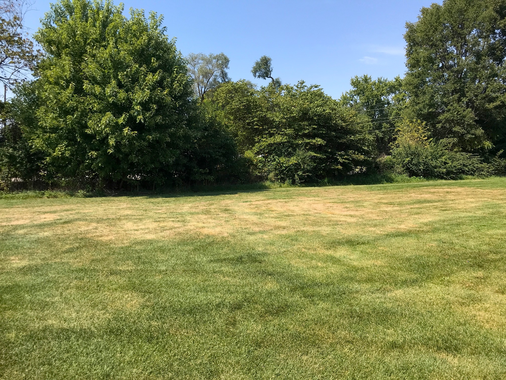 Managing White Grubs In Turfgrass