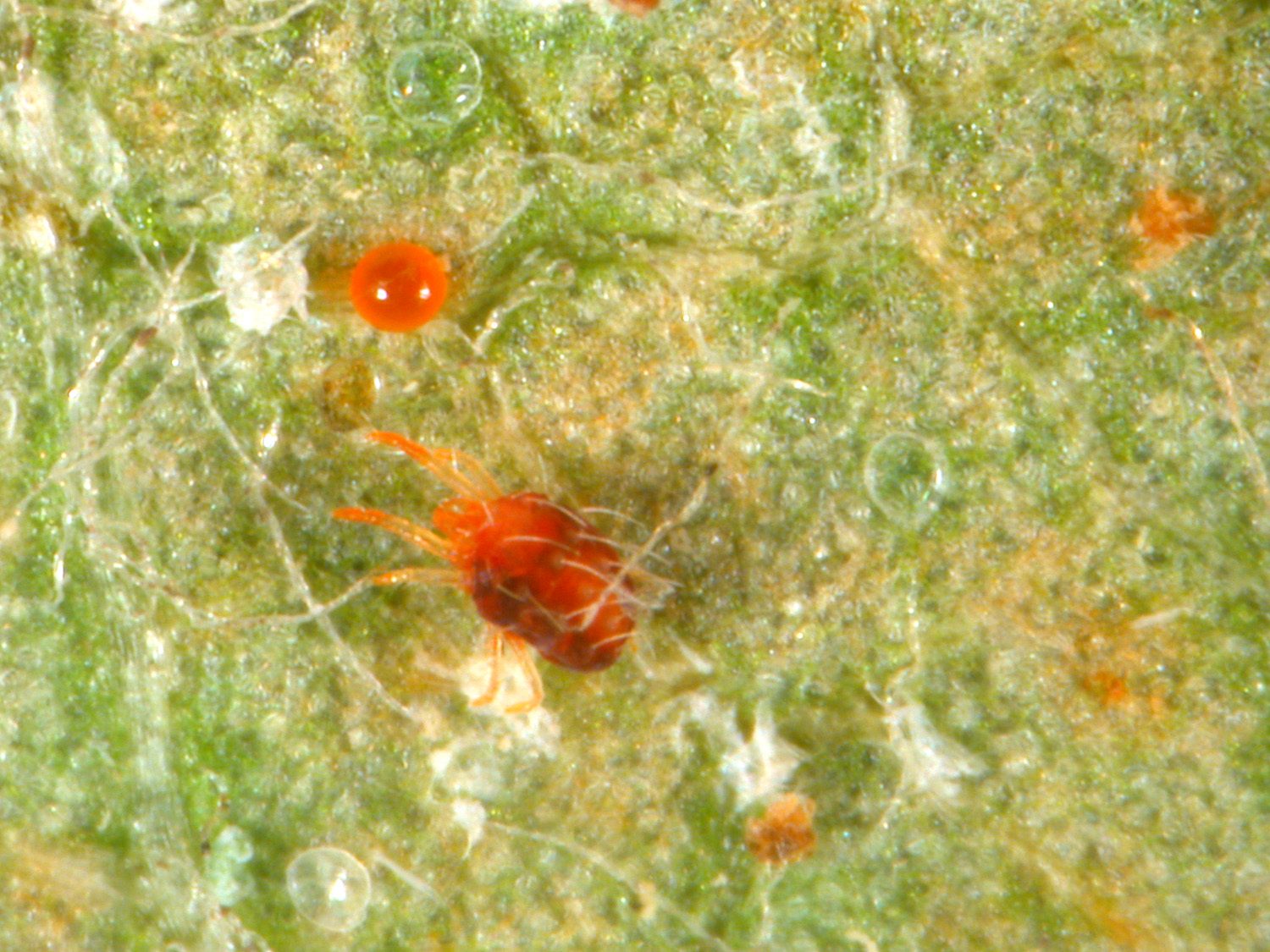 Figure 1. European red mite adult and egg on leaf surface. (<em>Photo credit: John Obermeyer, Purdue Entomology</em>)