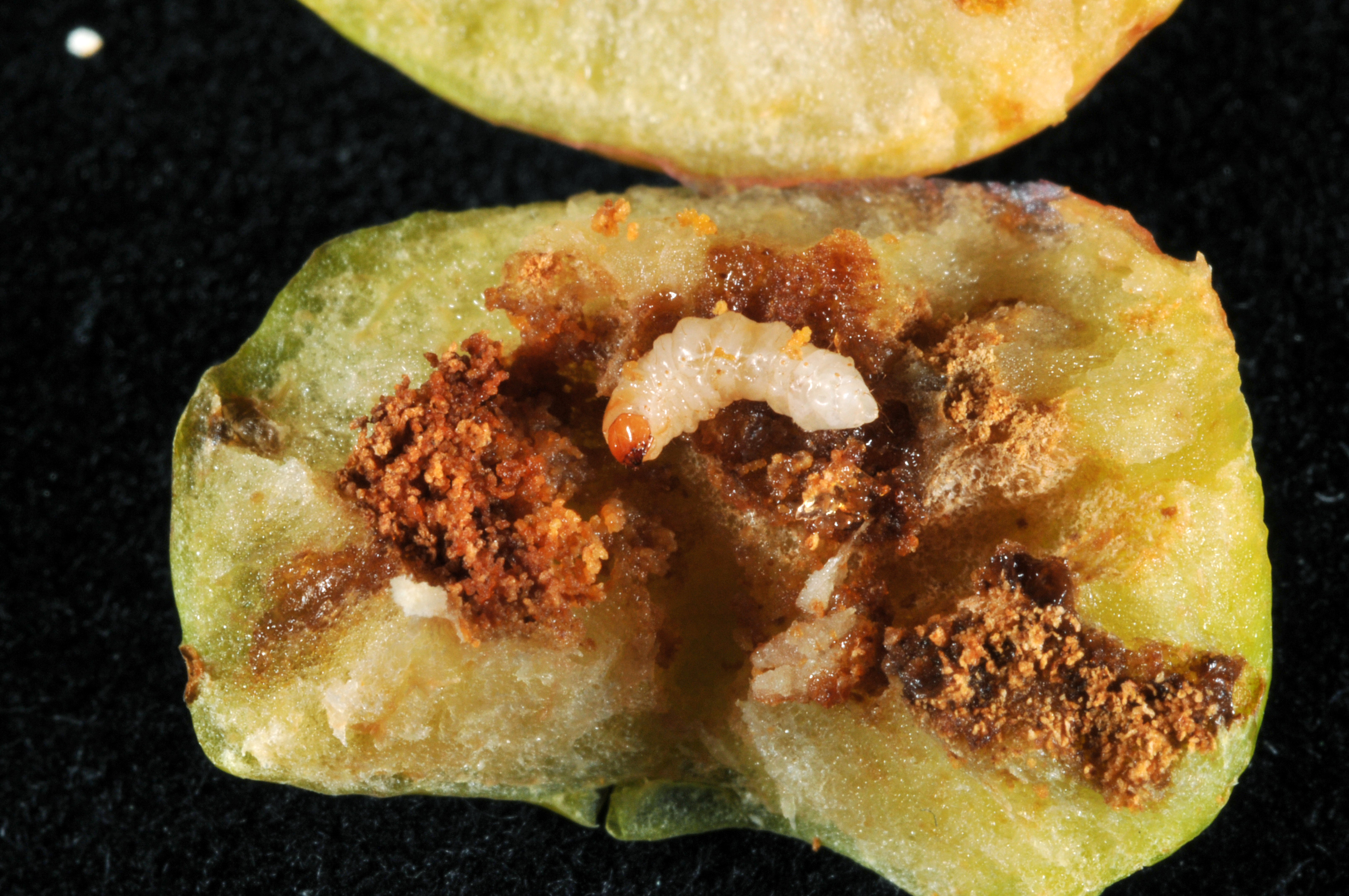 Figure 10. An immature apple cut in half to reveal the cream-colored, legless larva of plum curculio inside, along with feeding damage and insect waste (frass). (<em>Photo credit: John Obermeyer, Purdue Entomology</em>)